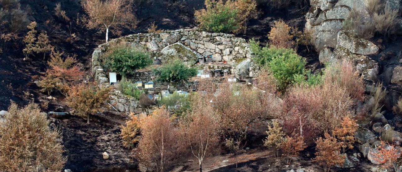 Colmenas salvadas de los incendios en el parque natural. // Jesús Regal