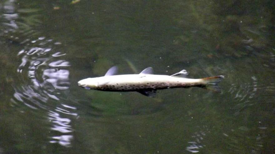 Uno de los peces muertos en el Tea // FdV