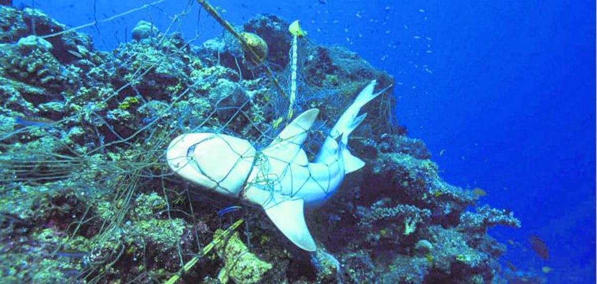 Tortuga marina atrapadaen una malla de redes abandonadas.  shutterstock