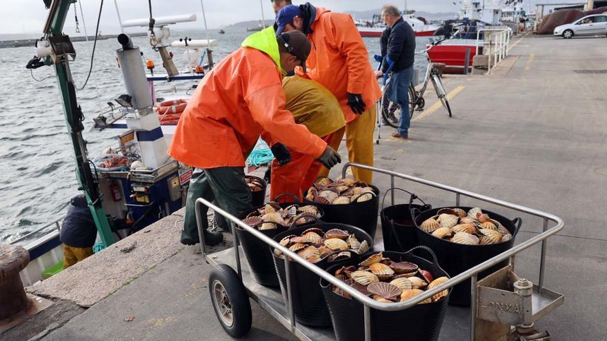 La pesca de vieira en la ría de Arousa para hasta Navidad