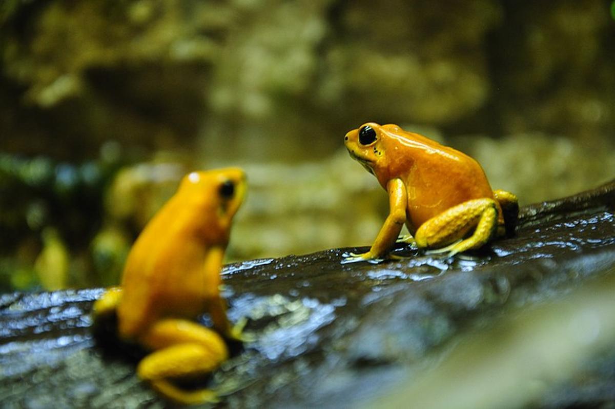 Rana dardo dorada (Phyllobates terribilis)