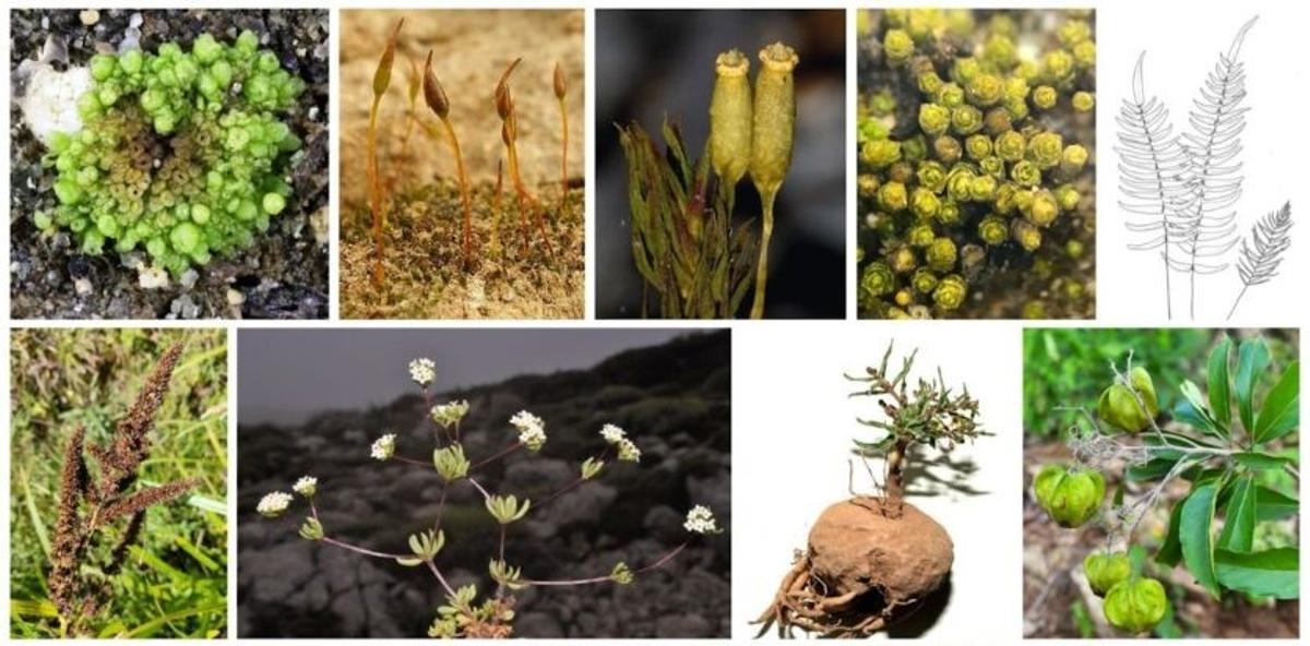 Otras de las plantas descubiertas
