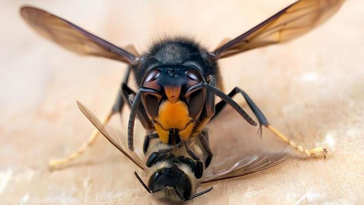 Una avispa velutina devorando una abeja.