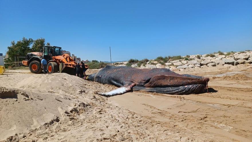 Rescate de la ballena muerta en Tavernes