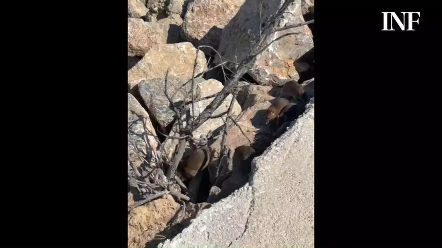 Las ratas campan a sus anchas por el dique de Poniente del Puerto de Guardamar y se alimentan del pienso de las colonias de gatos