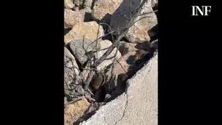 Docenas de ratas proliferan en el dique del puerto de Guardamar del Segura