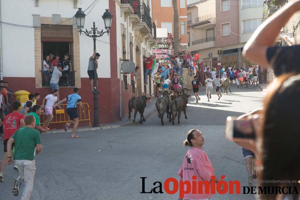 Última suelta de vacas en Moratalla