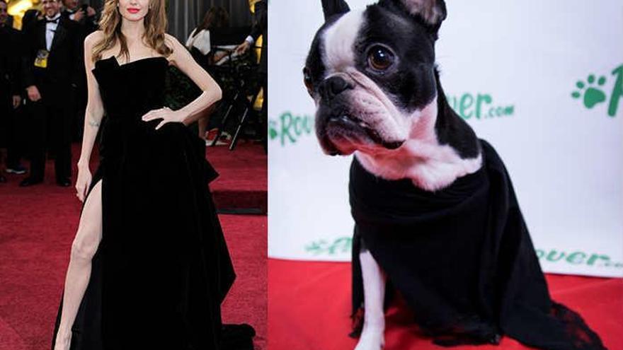 Los perros también se visten como las estrellas en los Oscar