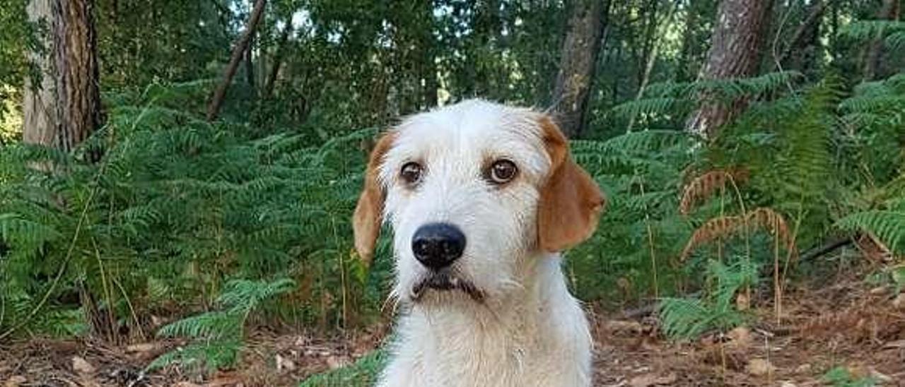 Matías, en un monte de Longoseiros donde fue atrapado. // FdV