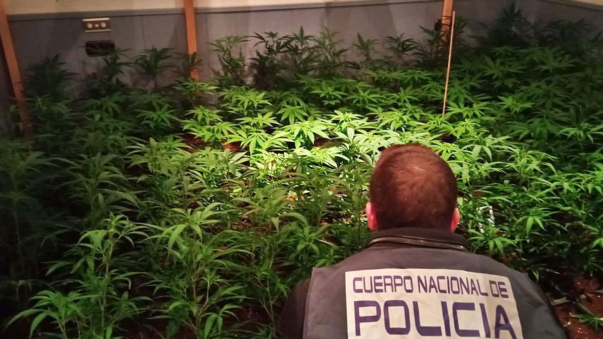 Una de las plantaciones desmanteladas por la Policía Nacional.