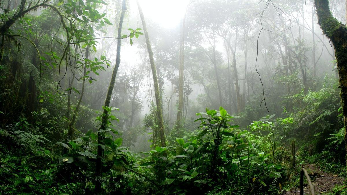 Los ingenieros piden más inversión en los bosques