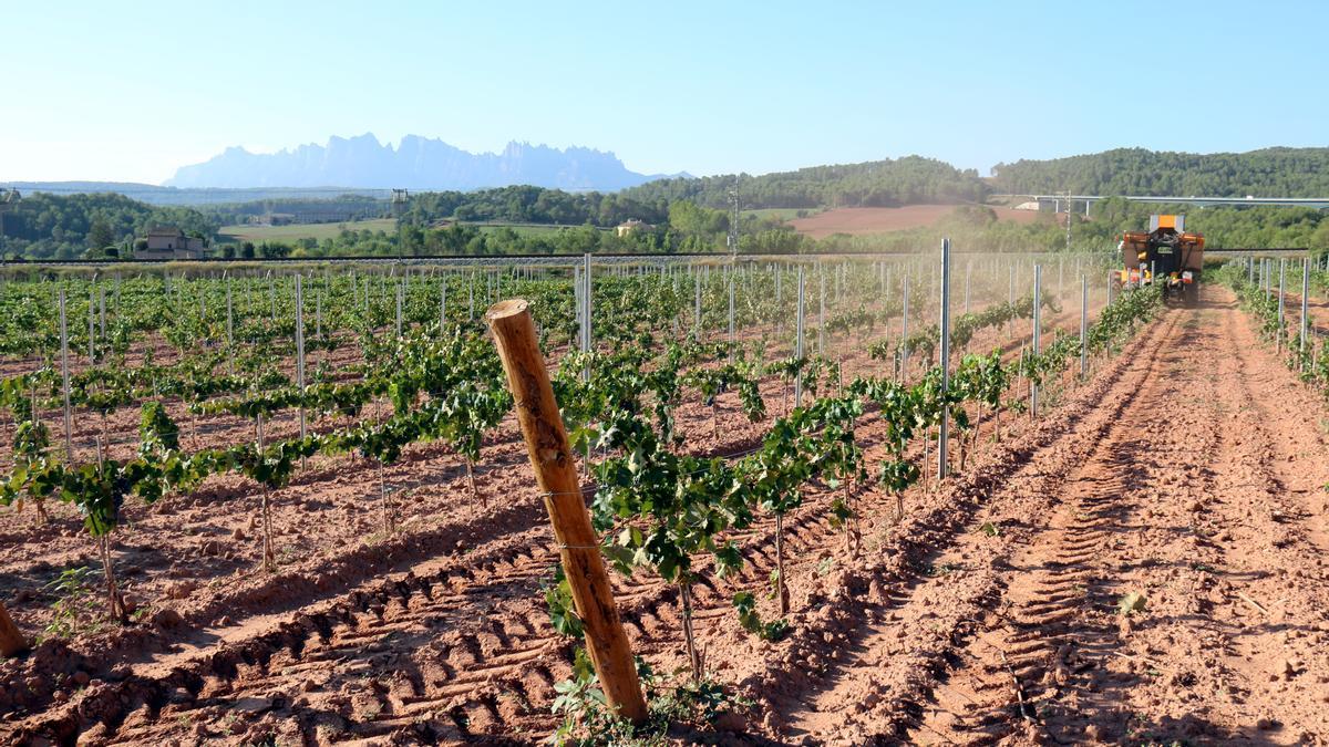 La verema a la DO Pla de Bages s&#039;ha avançat uns 10 dies