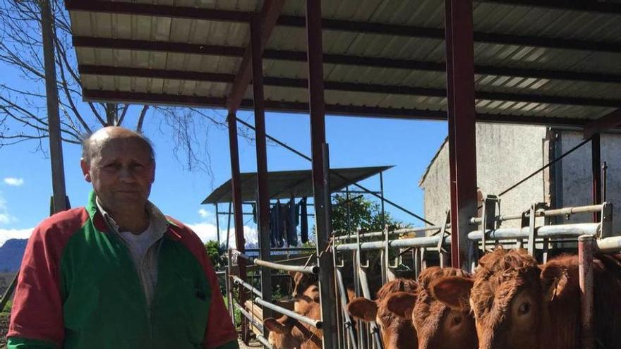 Vicente Ferrer González con sus vacas en Cuadroveña, ayer.