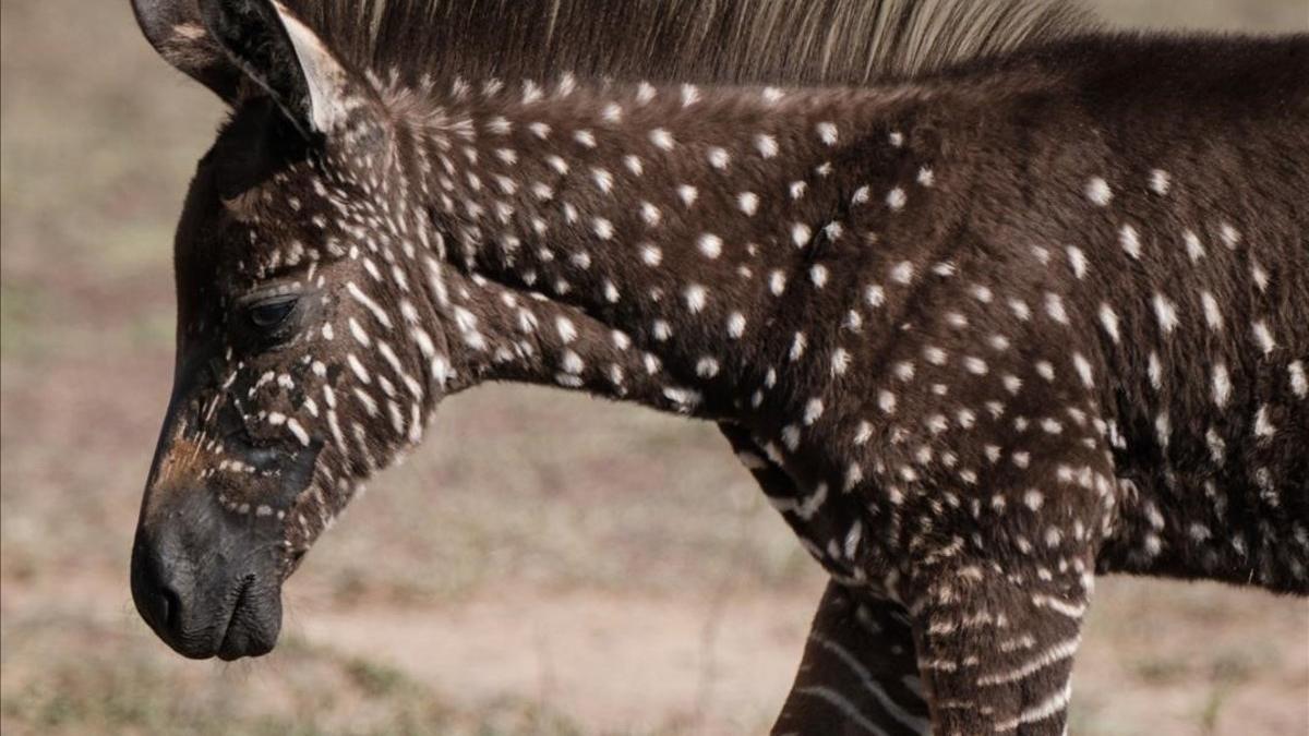 Una cebra con puntos en una reserva de Kenia