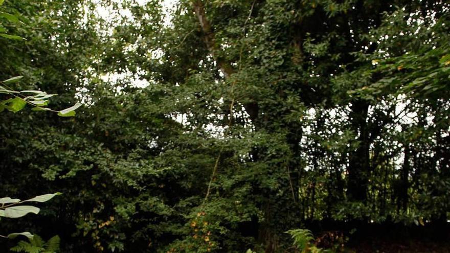 El texu que se recupera en el Botánico.