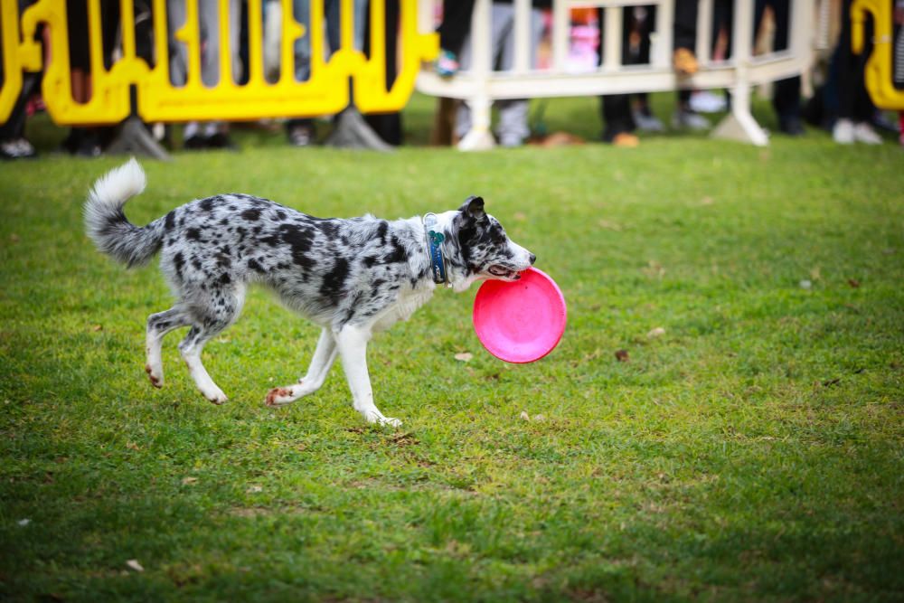 Can We Run Mallorca: So war das Hunderennen