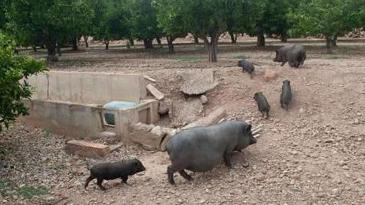 Una manada de jabalies, adentrándose en un campo cerca de Sagunt