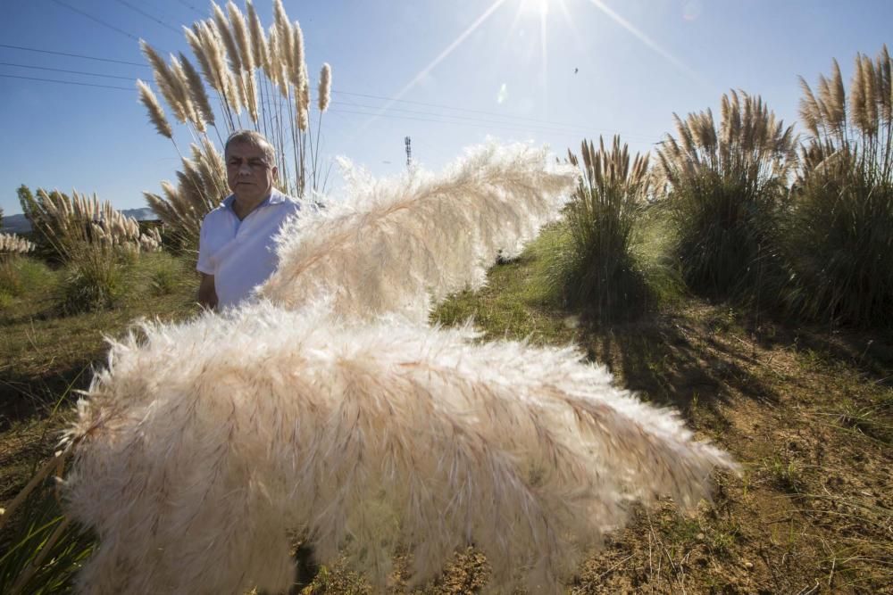 Plumeros de la Pampa, especie invasora