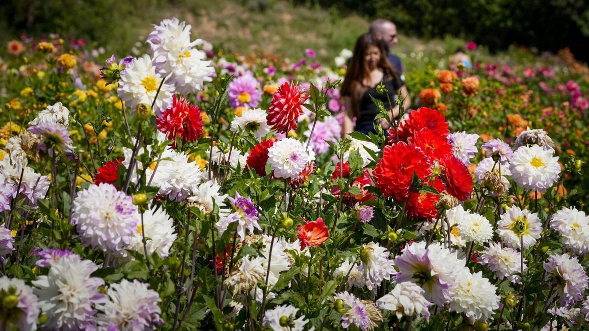 El paraíso de las dalias: un jardín viral en Barcelona con más de 500.000 flores