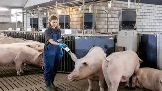 La gironina Cañigueral, Vall Companys i Incarlopsa s'alien per comprar la neerlandesa Inga Food