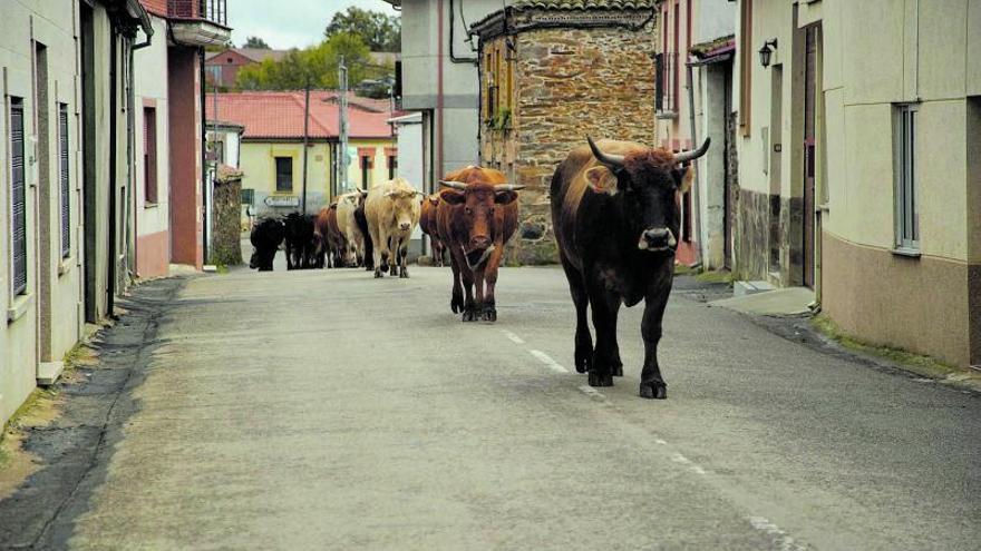 Rabanales, el retorno de los zoelas