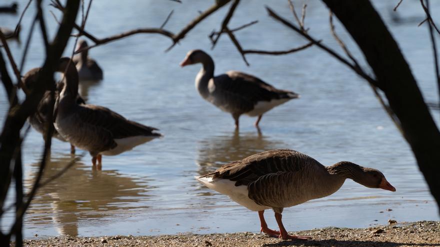 Ejemplares de ánsar común en las Lagunas de Villafáfila.