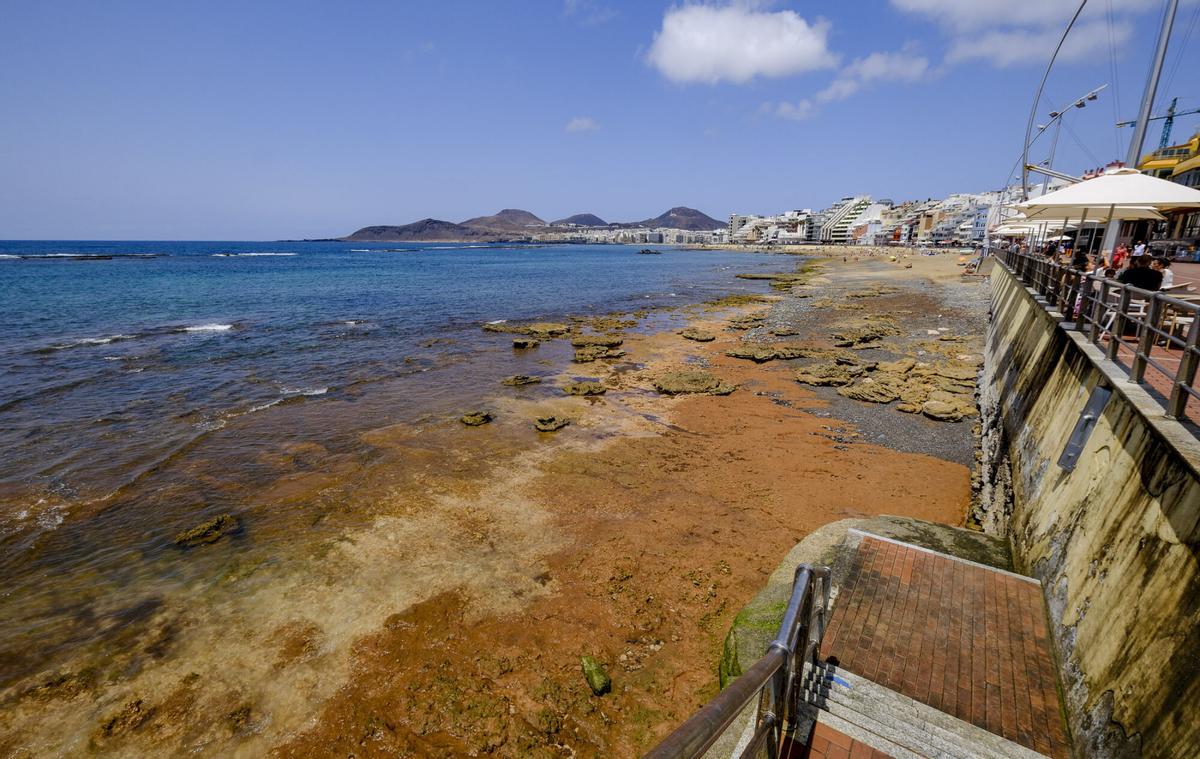 Las capas fósiles de Las Canteras, al descubierto