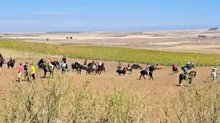 El encierro campero abre el programa taurino de las fiestas de San Agustín