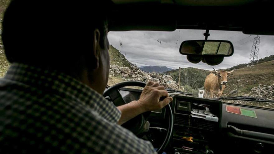 El ganado de Mieres podrá subir a Pinos: el juzgado rechaza la petición de los vecinos de Babia de impedírselo
