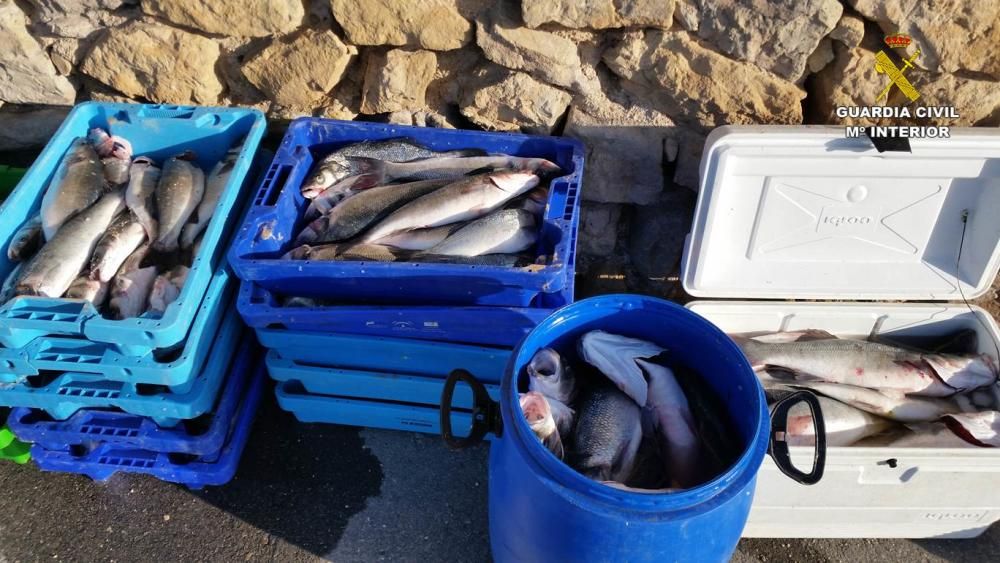 La Guardia Civil requisa más de 400 kilos de pescado ilegal en la costa de Altea