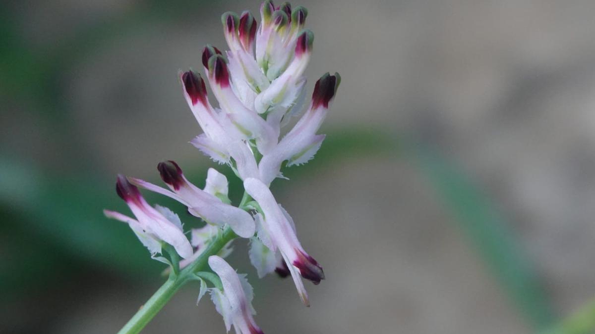Planta ‘Fumaria munbyi’.