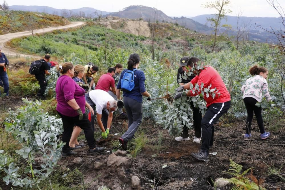 La comunidad de montes de Camos cita a los vecinos cerca del colegio Estudio para arrancar los brotes de esta especie pirófila.