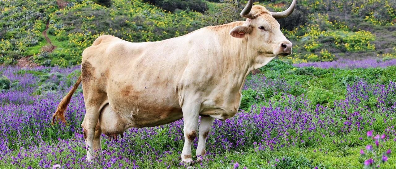 Un ejemplar de vaca canaria. | | ISIDORO JIMÉNEZ PÉREZ