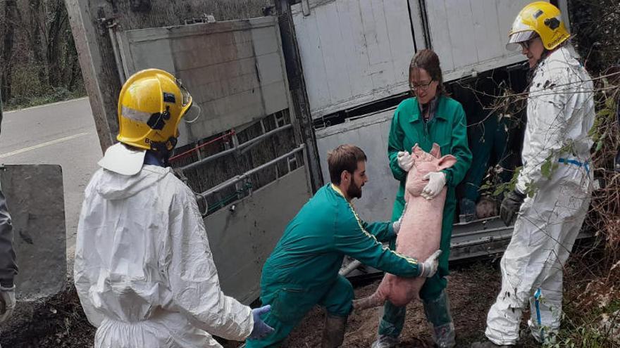 Bolca un camió carregat de porcs a Sant Miquel de Campmajor