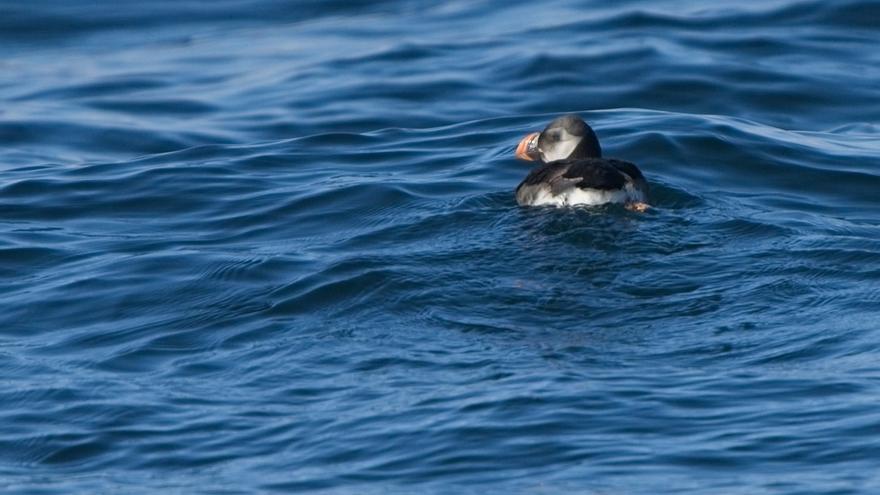 Las aves del Ártico se hacen querer en las Rías Baixas