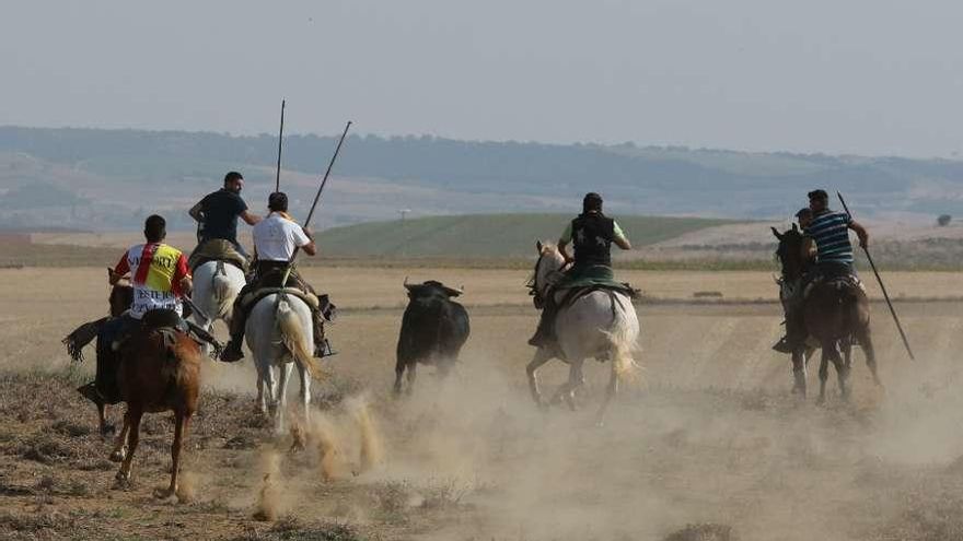 Los caballistas siguen la estela del utrero en una carrera por el campo de Moraleja del Vino.