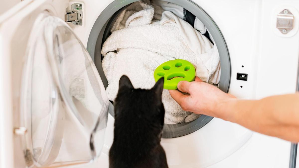 Cómo limpiar pelos de gato y perro