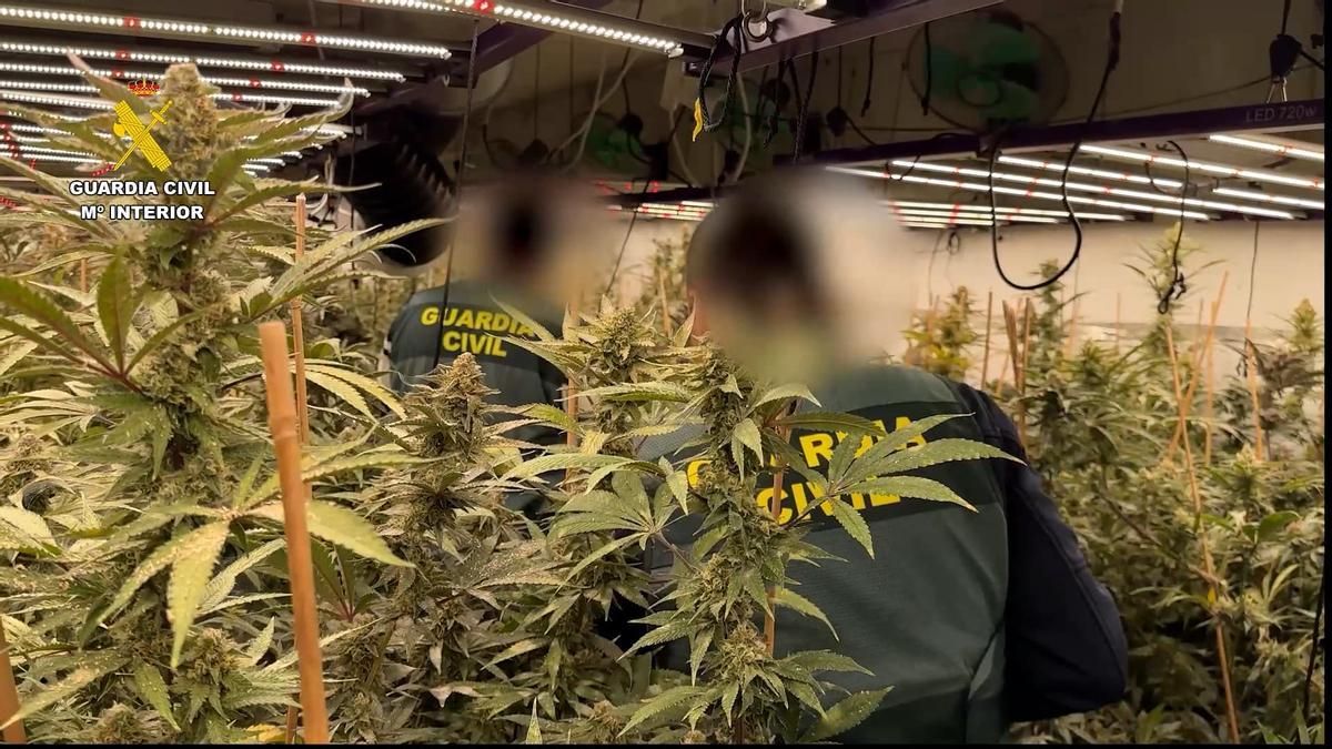 Plantación de marihuana en Busot: cae una infraestructura de última generación