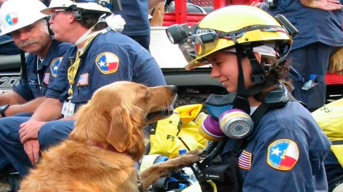 Comiat a Bretagne, l’últim dels gossos que van participar en les tasques de rescat de l’11-S que quedava viu.