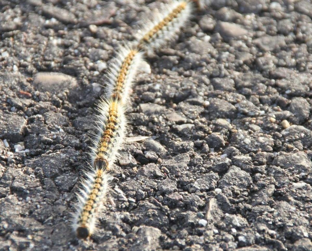 Una imatge d'una processionària del pi.