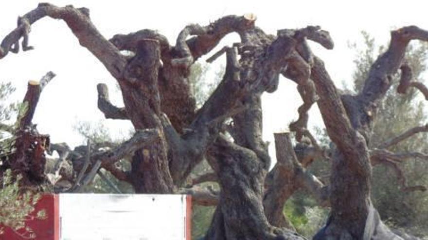 Árbol centenario de olivo talado en la localidad castellonense de Sant Jordi.