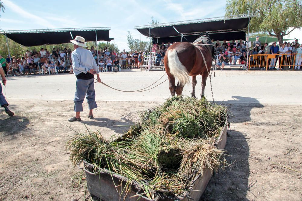 Fiesta de la Siega del Arroz