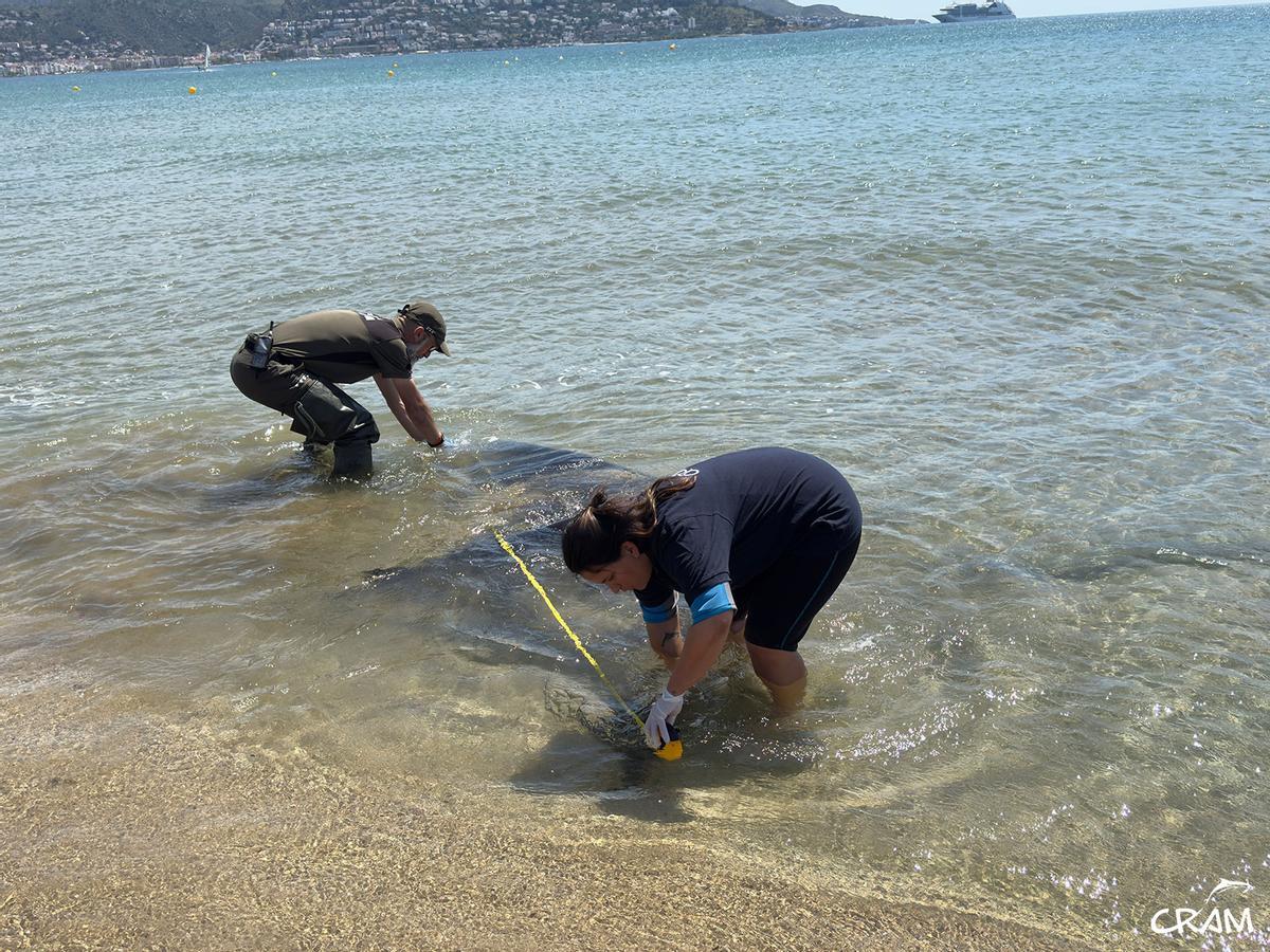 Rescats de fauna marina a la Costa Brava durant l'any passat