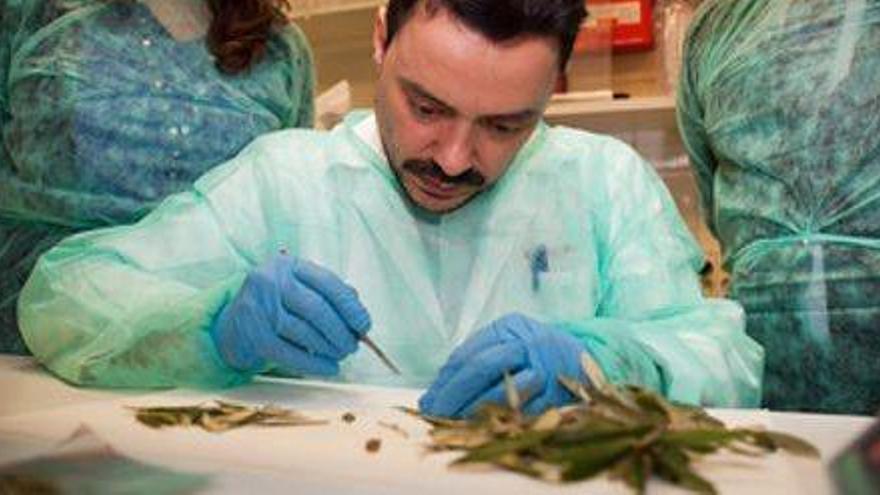 Técnicos de Sanidad Vegetal del Govern y del Ministerio en el laboratorio de la conselleria.