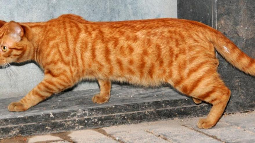 Un gat de carrer a Manresa