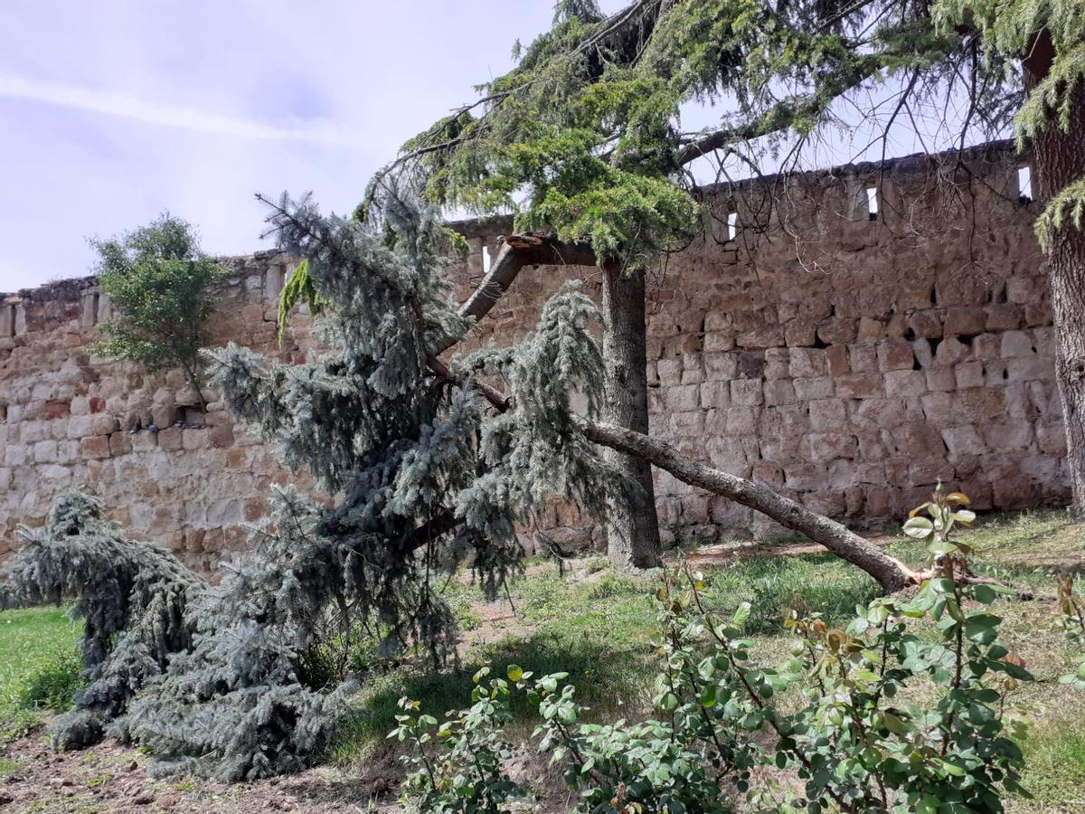 Zona afectada por el árbol desarraigado