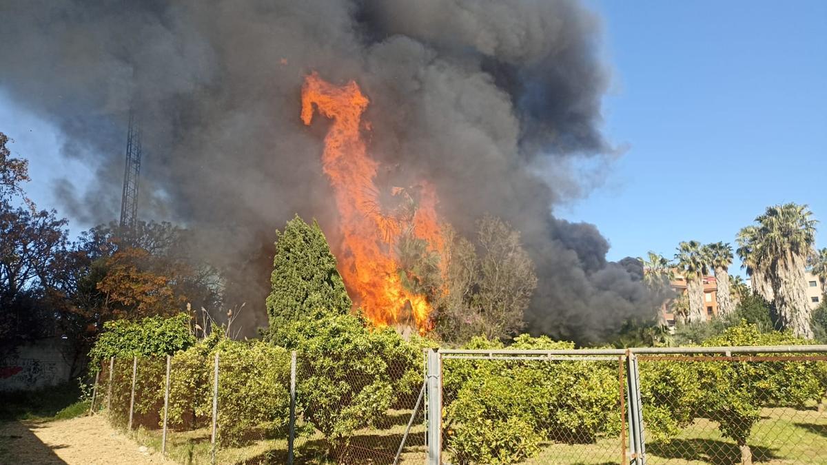 Una palmera envuelta en llamas y la negrísima columna de humo