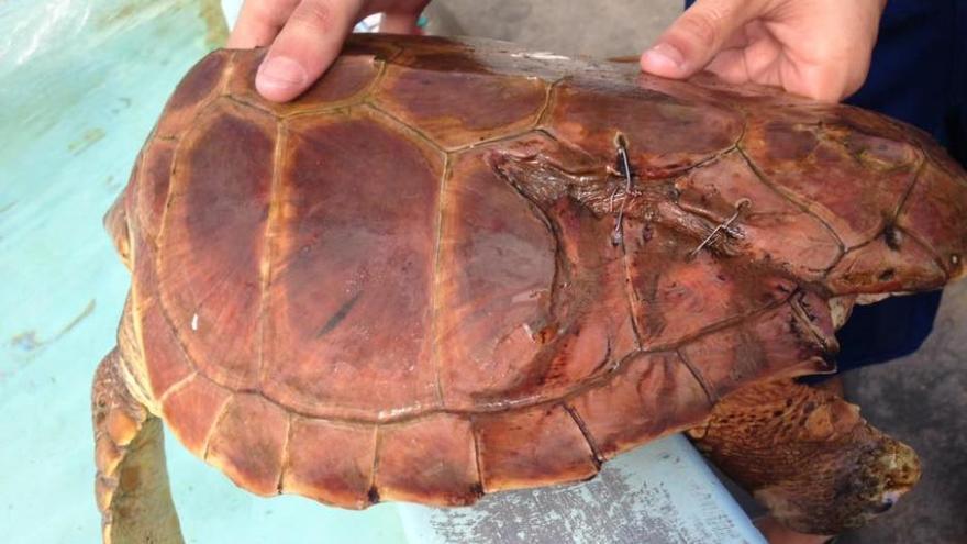 Suelta de 30 tortugas en las aguas grancanarias
