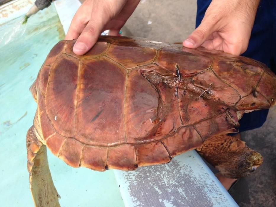 Suelta de 30 tortugas en las aguas grancanarias