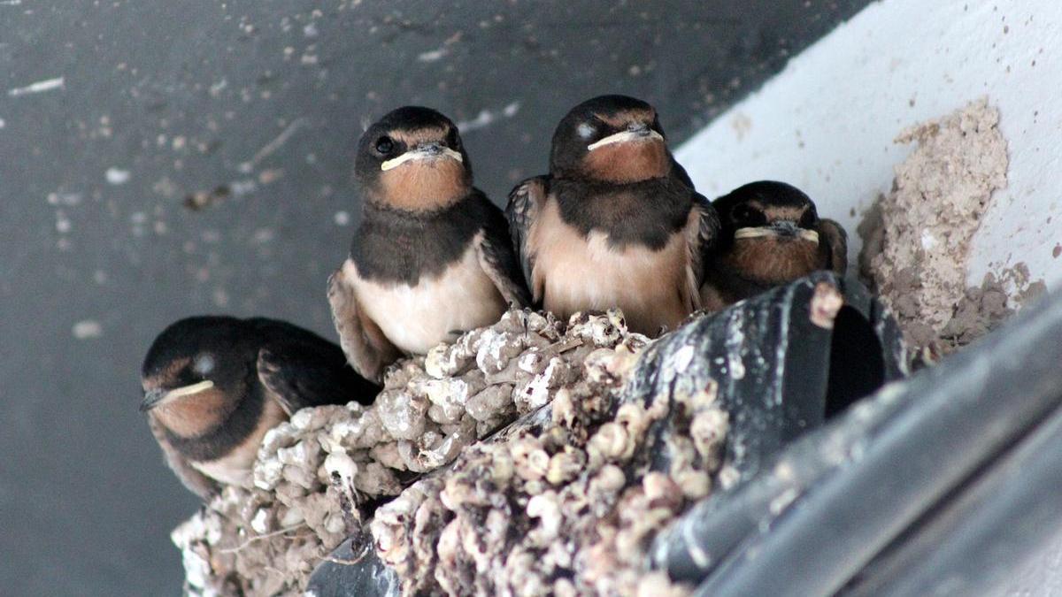 Crías de golondrina en un nido.